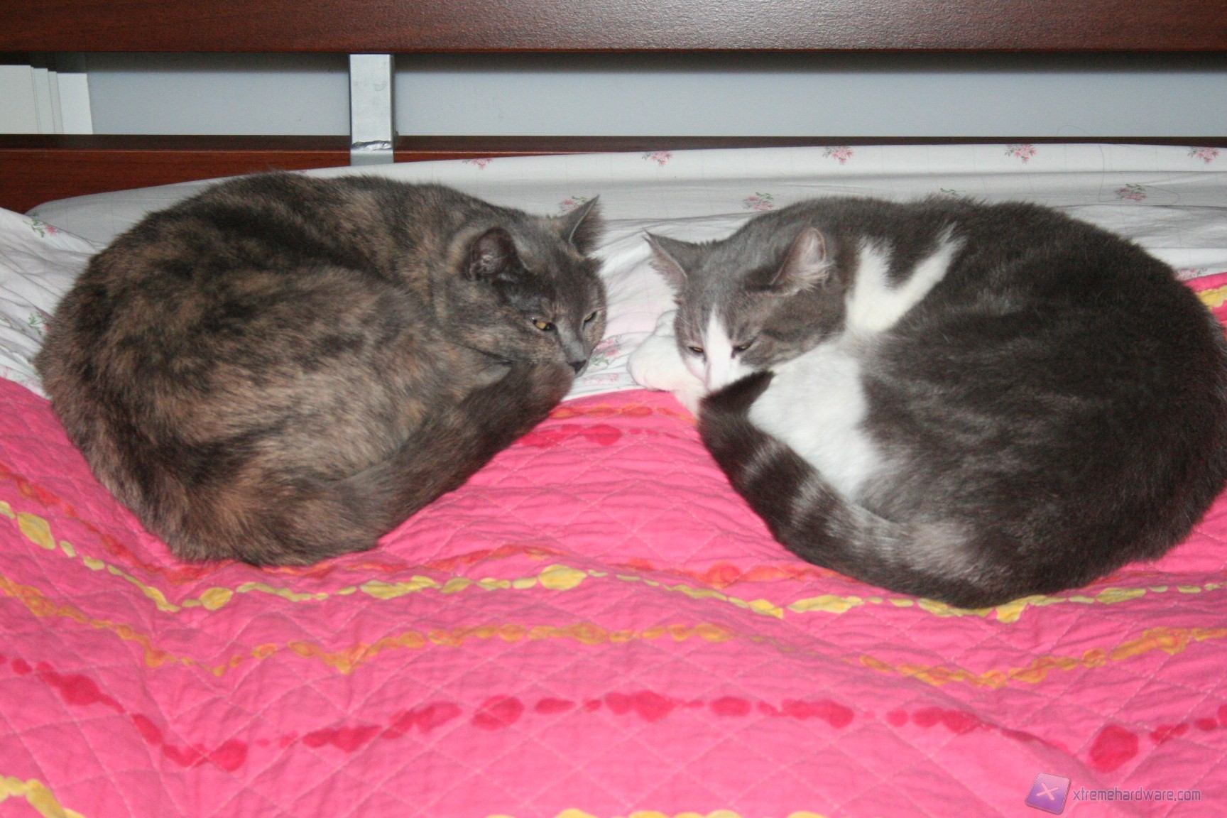 00048 PROLIMATECH MK-26